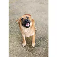 Foto dell\'animale cane - Matr. 2024/2158 - Microchip 380260170343504