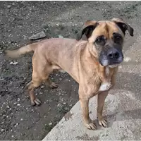 Foto dell\'animale cane - Matr. 2023/0153 - Microchip 380260044749009