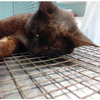 Foto dell\'animale gatto - Matr. 2025/0622 - Microchip 380260044998446