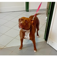 Foto dell\'animale cane - Matr. 2025/0623 - Microchip 380260044981384