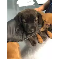 Foto dell\'animale cane - Matr. 2021/0929 - Microchip 380260044280912