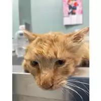 Foto dell\'animale gatto - Matr. 2025/0626 - Microchip 380260044981362