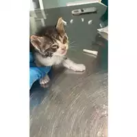 Foto dell\'animale gatto - Matr. 2025/0628 - Microchip 380260044981127