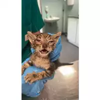 Foto dell\'animale gatto - Matr. 2025/0629 - Microchip 380260044980956