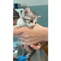 Foto dell\'animale gatto - Matr. 2025/0630 - Microchip 380260044981348