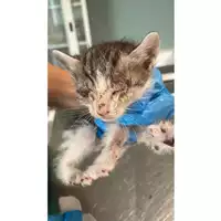 Foto dell\'animale gatto - Matr. 2025/0631 - Microchip 380260044997571