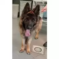 Foto dell\'animale cane - Matr. 2025/0634 - Microchip 380260004335978
