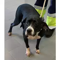 Foto dell\'animale cane - Matr. 2025/0635 - Microchip 380260170352372