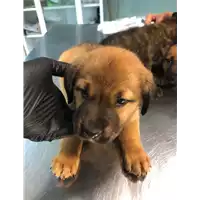Foto dell\'animale cane - Matr. 2021/0930 - Microchip 380260044280753