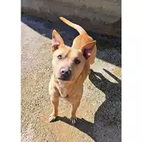 Foto dell\'animale cane - Matr. 2025/0111 - Microchip 380260170352652