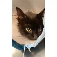 Foto dell\'animale gatto - Matr. 2025/0636 - Microchip 380260170352361