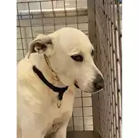 Foto dell\'animale cane - Matr. 2025/0637 - Microchip 380260101228158