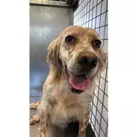 Foto dell\'animale cane - Matr. 2025/0638 - Microchip 642090001106544