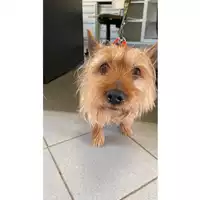 Foto dell\'animale cane - Matr. 2025/0639 - Microchip 380260080335969