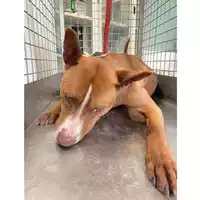 Foto dell\'animale cane - Matr. 2025/0640 - Microchip 380260170352371