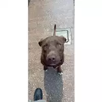 Foto dell\'animale cane - Matr. 2025/0643 - Microchip 380260170352373