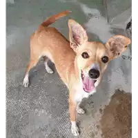 Foto dell\'animale cane - Matr. 2021/0932 - Microchip 380260044476386