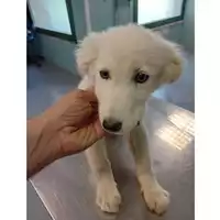 Foto dell\'animale cane - Matr. 2025/0649 - Microchip 380260170352367