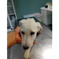 Foto dell\'animale cane - Matr. 2025/0650 - Microchip 380260170352378