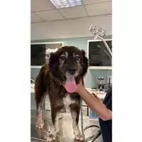 Foto dell\'animale cane - Matr. 2025/0648 - Microchip 380260170352364