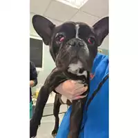 Foto dell\'animale cane - Matr. 2025/0300 - Microchip 380260044998033