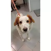 Foto dell\'animale cane - Matr. 2024/2198 - Microchip 380260059110969