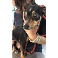 Foto dell\'animale cane - Matr. 2021/0933 - Microchip 380260044280804