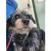 Foto dell\'animale cane - Matr. 2025/0651 - Microchip 380260170352375