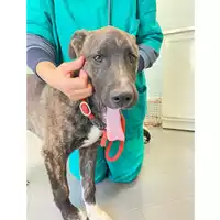 Foto dell\'animale cane - Matr. 2025/0653 - Microchip 380260170352369