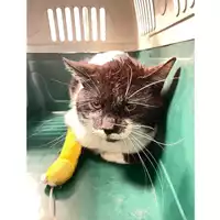Foto dell\'animale gatto - Matr. 2025/0654 - Microchip 380260170352365