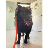 Foto dell\'animale cane - Matr. 2025/0655 - Microchip 380260170352376