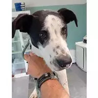 Foto dell\'animale cane - Matr. 2025/0657 - Microchip 380260170352370