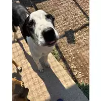 Foto dell\'animale cane - Matr. 2025/0657 - Microchip 380260170352370