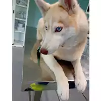 Foto dell\'animale cane - Matr. 2025/0656 - Microchip 380260170352362