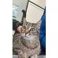 Foto dell\'animale gatto - Matr. 2024/0268 - Microchip 380260044729648