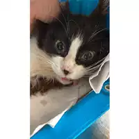 Foto dell\'animale gatto - Matr. 2025/0593 - Microchip 380260170352431