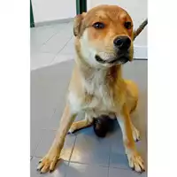Foto dell\'animale cane - Matr. 2025/0658 - Microchip 380260044998471