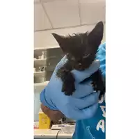 Foto dell\'animale gatto - Matr. 2025/0662 - Microchip 380260044998105