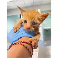 Foto dell\'animale gatto - Matr. 2025/0665 - Microchip 380260044981093