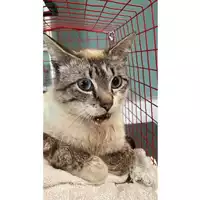 Foto dell\'animale gatto - Matr. 2025/0666 - Microchip 380260044981505