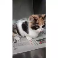 Foto dell\'animale gatto - Matr. 2025/0668 - Microchip 380260044981464