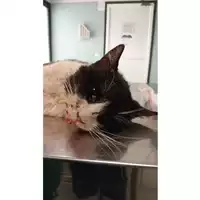 Foto dell\'animale gatto - Matr. 2025/0669 - Microchip 380260044981098