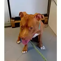 Foto dell\'animale cane - Matr. 2025/0676 - Microchip 380260010277616