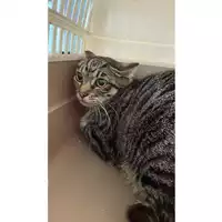 Foto dell\'animale gatto - Matr. 2025/0679 - Microchip 380260044981482