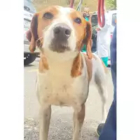 Foto dell\'animale cane - Matr. 2025/0678 - Microchip 380260044981399
