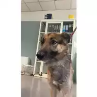 Foto dell\'animale cane - Matr. 2025/0681 - Microchip 380260102639498