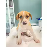 Foto dell\'animale cane - Matr. 2025/0683 - Microchip 380260044980900