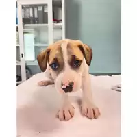 Foto dell\'animale cane - Matr. 2025/0686 - Microchip 380260044981400