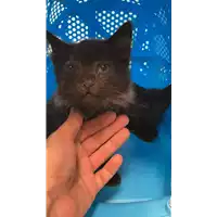Foto dell\'animale gatto - Matr. 2021/0935 - Microchip 380260044281343