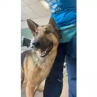 Foto dell\'animale cane - Matr. 2025/0687 - Microchip 380260044981324